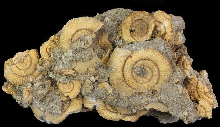 Dactylioceras Ammonite Cluster - Germany #64562